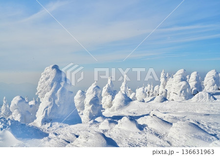 蔵王の樹氷（スノーモンスター）｜山形県の冬絶景・雪山風景 136631963