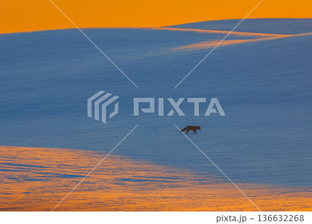 Winter landscape with animal. Red fox climbing in a snowy hill Winter landscape with animal. Red fox climbing in a snowy hill 136632268