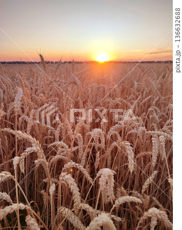 Sunset and dawn in wheat field. Sunrise or sundown on horizon above field of growing ears of wheat on summer evening. Shining sun in sky and field with spikes of ripe wheat. Agricultural landscape Sunset and dawn in wheat field. Sunrise or sundown on horizon above field of growing ears of wheat on summer evening. Shining sun in sky and field with spikes of ripe wheat. Agricultural landscape 136632688