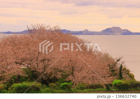 赤穂御崎から西島・坊勢島を見る(兵庫県赤穂市)満開の桜 赤穂御崎から西島・坊勢島を見る(兵庫県赤穂市)満開の桜 136632740