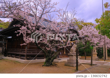 伊和都比売神社（兵庫県赤穂市）に咲く満開の桜 136632742