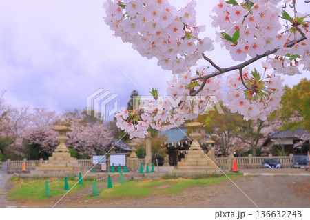 伊和都比売神社(兵庫県赤穂市)に咲く満開の桜 伊和都比売神社(兵庫県赤穂市)に咲く満開の桜 136632743