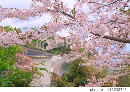 赤穂御崎　福良海岸（兵庫県赤穂市）に咲く満開の桜 136632745