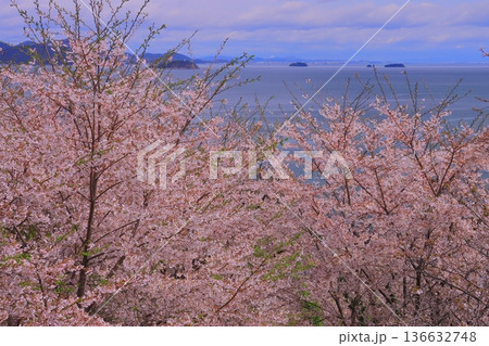 赤穂御崎(兵庫県赤穂市)に咲く満開の桜 赤穂御崎(兵庫県赤穂市)に咲く満開の桜 136632748