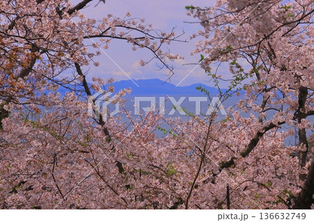 赤穂御崎(兵庫県赤穂市)に咲く満開の桜 赤穂御崎(兵庫県赤穂市)に咲く満開の桜 136632749