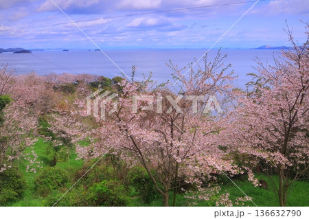 赤穂御崎(兵庫県赤穂市)に咲く満開の桜 赤穂御崎(兵庫県赤穂市)に咲く満開の桜 136632790