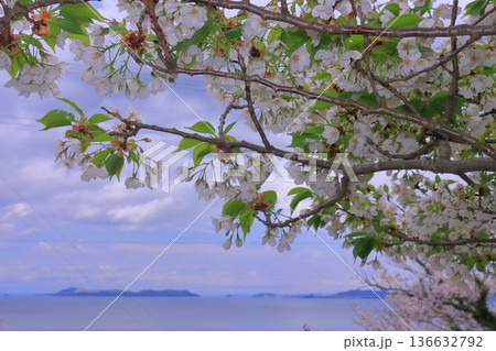 赤穂御崎(兵庫県赤穂市)に咲く満開の桜 赤穂御崎(兵庫県赤穂市)に咲く満開の桜 136632792