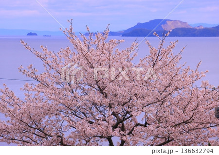 赤穂御崎(兵庫県赤穂市)に咲く満開の桜 赤穂御崎(兵庫県赤穂市)に咲く満開の桜 136632794