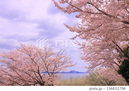 赤穂御崎(兵庫県赤穂市)に咲く満開の桜 赤穂御崎(兵庫県赤穂市)に咲く満開の桜 136632796