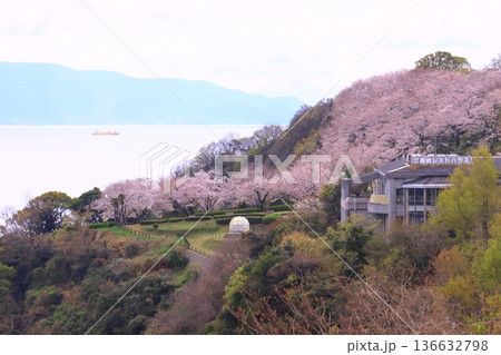 赤穂御崎（兵庫県赤穂市）に咲く満開の桜 136632798