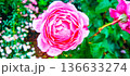 ピンク色のバラ 136633274