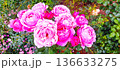 咲き乱れるピンク色のバラ 136633275