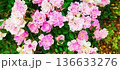 ピンク色のミニバラ 136633276