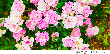 ピンク色のミニバラ 136633276