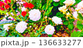 白色のバラ 136633277