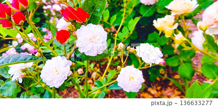 白色のバラ 136633277