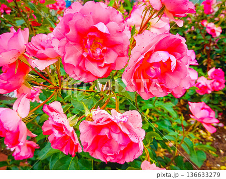 咲き乱れる赤色のバラ 136633279