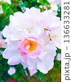 白いバラ 136633281