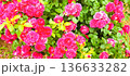 赤色のバラ 136633282