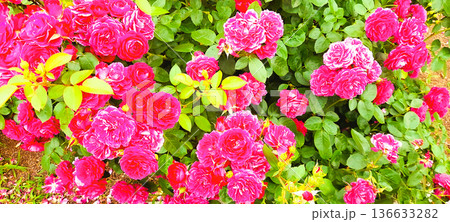 赤色のバラ 136633282
