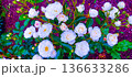 白色のバラ 136633286