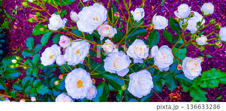 白色のバラ 136633286