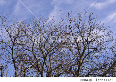 Common horse chestnut 136633421