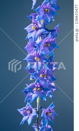 Highquality macro image showcasing tranquil beauty of tall blue delphinium flower with gentle shades Highquality macro image showcasing tranquil beauty of tall blue delphinium flower with gentle shades 136633477