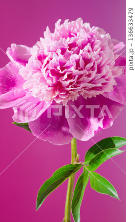 Closeup photograph capturing vibrant pink peony with glossy stem and lush foliage for branding Closeup photograph capturing vibrant pink peony with glossy stem and lush foliage for branding 136633479