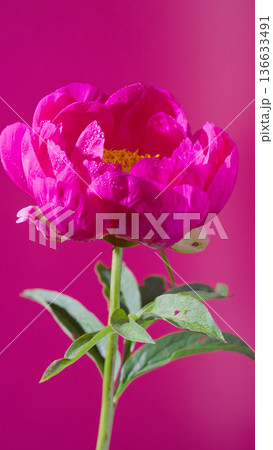 Bright peony against colorful background. Richly colored peony displayed on vivid magenta background 136633491