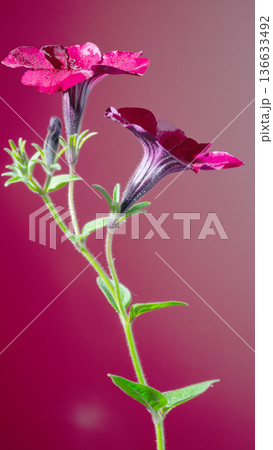 Colorful petunia with lively red background. Captivating image of magenta petunia against vivid red gradient 136633492
