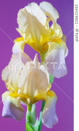 Purple background blossoms detailed. Studio shot capturing blooming iris on vibrant violet background 136633493