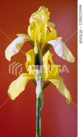 Vivid artistic representation showcasing iris blossoms with scientific accuracy and aesthetic appeal Vivid artistic representation showcasing iris blossoms with scientific accuracy and aesthetic appeal 136633494