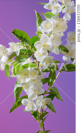 Charming arrangement of jasmine branches showcasing lush leaves and blossoms against purple setting 136633500