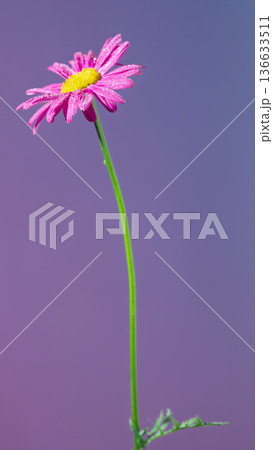 Pink daisy resilience. Pink blossom leaning gracefully above colorful violet background with subtle motion Pink daisy resilience. Pink blossom leaning gracefully above colorful violet background with subtle motion 136633511