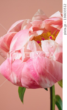 Refined floral image showcasing single pink peony on gentle peach backdrop with textured petals 136633512