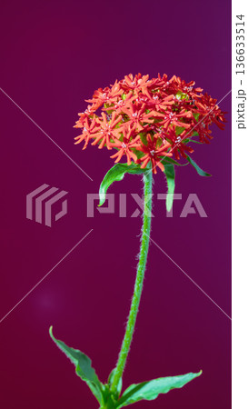 High saturation studio shot of coral with textured petals and slender stem for versatile use High saturation studio shot of coral with textured petals and slender stem for versatile use 136633514