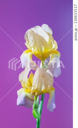 Artistic representation of delicate yellow iris featuring detailed petals and subtle violet gradient Artistic representation of delicate yellow iris featuring detailed petals and subtle violet gradient 136633517