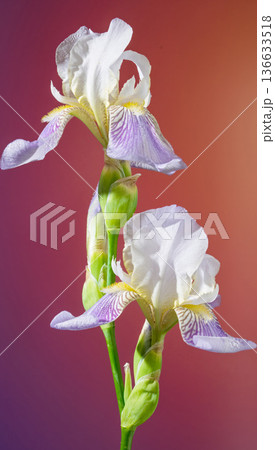 Vivid floral imagery. Expressive image capturing crumpled petals and deep hues in stylized floral scene 136633518