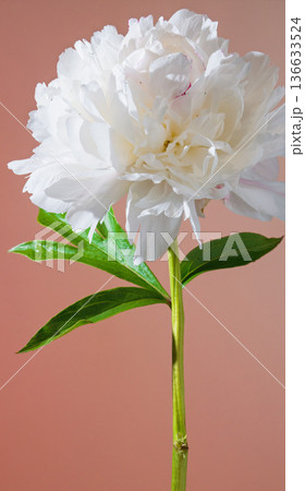 Graceful white peony against peach background. Blossoming white peony with soft petals and slender stem 136633524