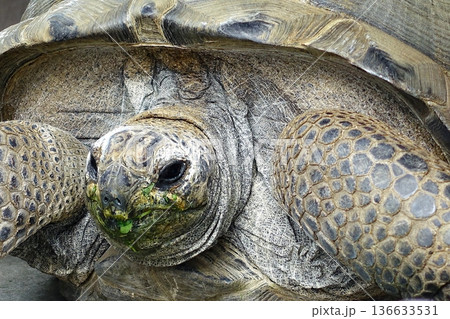 草を食べるリクガメの顔のクローズアップ 草を食べるリクガメの顔のクローズアップ 136633531