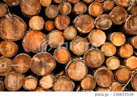 Firewood timber logging. Lumber stacked firewood. Logging lumber. Timber wood background. Background of stack wood log. Wood log backdrop. Wooden stump background. Timber harvest Firewood timber logging. Lumber stacked firewood. Logging lumber. Timber wood background. Background of stack wood log. Wood log backdrop. Wooden stump background. Timber harvest 136633556