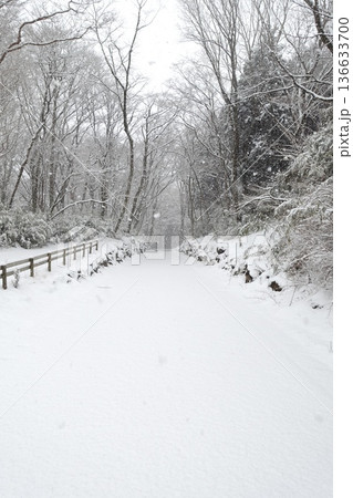 雪降る森の道 冬景色 雪降る森の道 冬景色 136633700