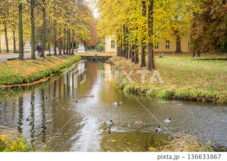 Trees in autumn park in Potsdam Germany. Old plant garden nature. Pond water. Trees in autumn park in Potsdam Germany. Old plant garden nature. Pond water. 136633867