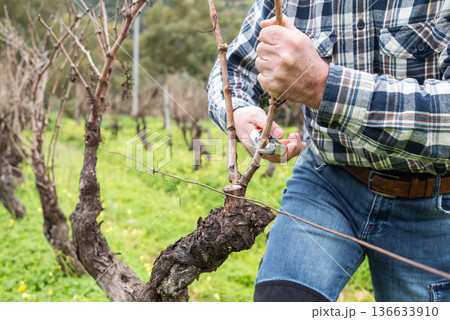 Farmer pruning the vine in winter. Agriculture. 136633910