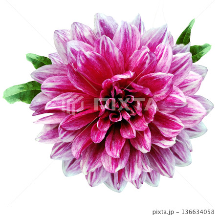 Watercolor purple dahlia. Flower on a white isolated background with clipping path. For design. Closeup. Nature. Watercolor purple dahlia. Flower on a white isolated background with clipping path. For design. Closeup. Nature. 136634058