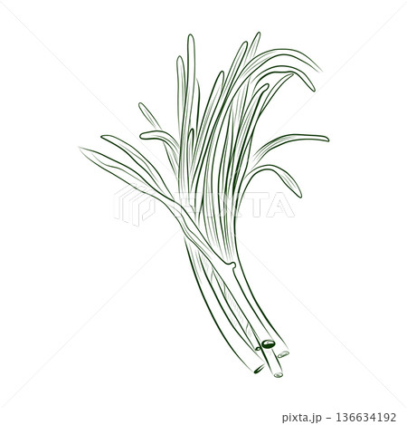 Line drawing of a green onion plant. Minimalistic illustration. 136634192