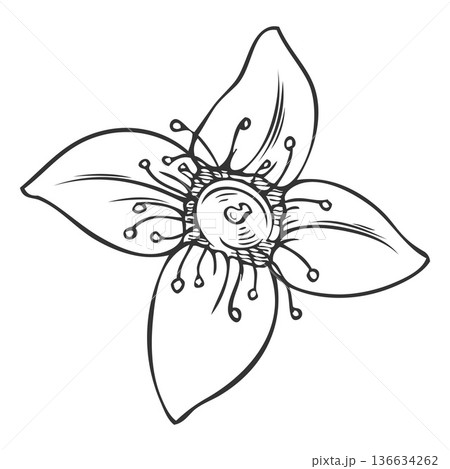 Sandalwood flower, black and white hand sketch, engraved vintage style 136634262