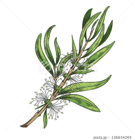 Watercolor tea tree branch with leaves and flowers, Melaleuca, hand-drawn sketch in color. 136634265