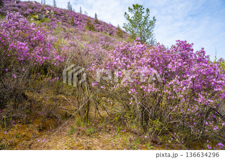 Flowering Moralnik shrub in the mountains of Chuysky Trakt Altai Russia. Native Siberian plant blooming in mountain landscape. Flowering Moralnik shrub in the mountains of Chuysky Trakt Altai Russia. Native Siberian plant blooming in mountain landscape. 136634296